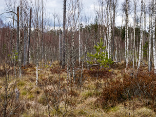landscape with a swampy lake shore, a lot of rotten and old trees, deformed swamp birches, dry grass and reeds, cloudy day