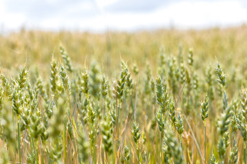 Background of wheat plants, ripening wheat in the farmer‘s field, ecological cereals for producing healthy food ; nature and plant background concept