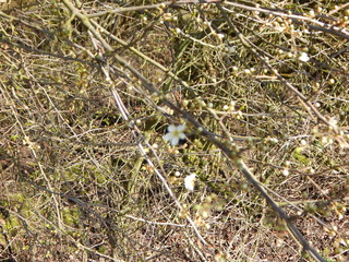 lizard on the ground