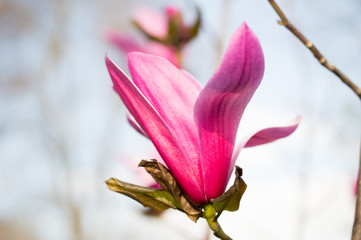 Różowa magnolia
