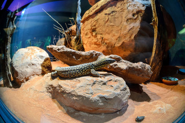 Skink in a terrarium