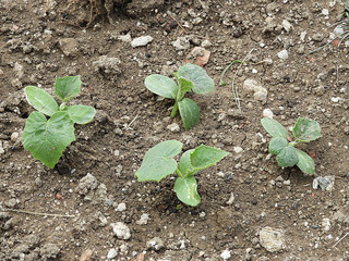 cucumber plant in the hobby garden, newly growing cucumber seedlings,