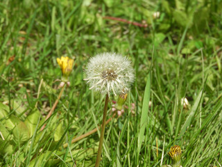 dandelion feathers formed in dandelion plant in spring,