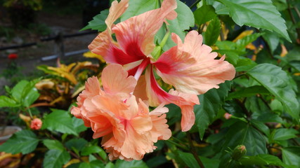 orange color double layer  hibiscus flower