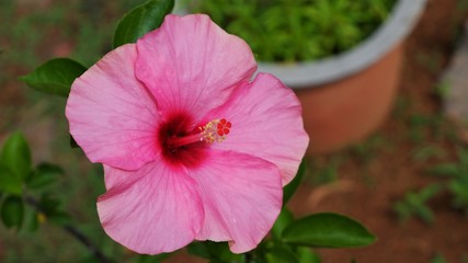 pink color hibiscus flower