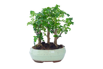 chinese pepper bonsai over white