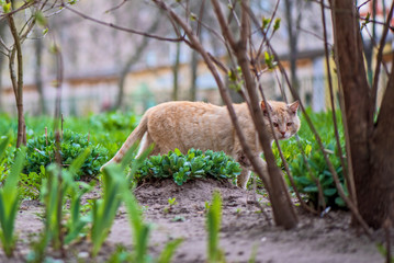 Obraz premium A sick homeless cat walks in the yard. Photographed close-up.