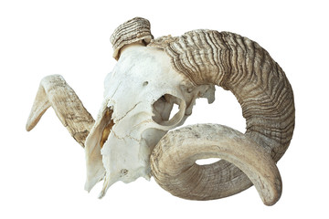 large ram skull over white