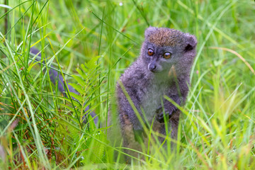 A bamboo lemur between the tall grass looks curious