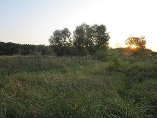sunset on a field between trees in the summertime