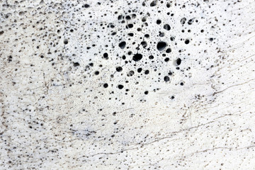 macro shot of horse bone