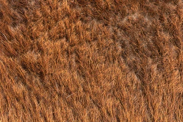 Fotobehang llama fur detailed texture © taviphoto