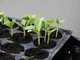 natural vegetable seedlings, agriculture and vegetable seedlings cultivation,