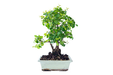 Sageretia bonsai on white background