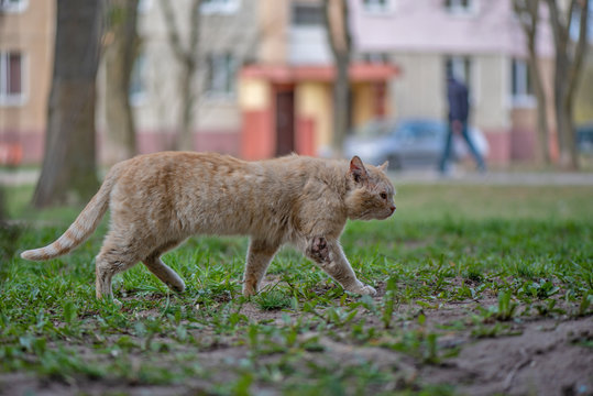 A sick homeless cat walks in the yard. Photographed close-up.