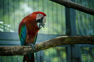 Colorful parrot on a branch in a zoo
