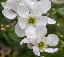 Naklejka na ściany i meble White spring blossom