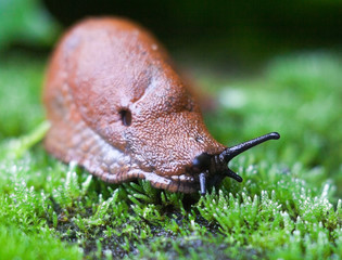 Land slug on the green leaf.