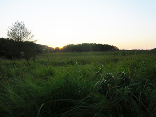 sunset on a field between trees in the summertime