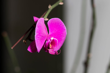 Phalaenopsis in full bloom