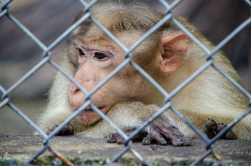 pensive monkey close-up in a zoo cage