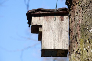 Vogelhaus aus Holz an einem Baumstamm, Blauer Himmel, Deutschland
