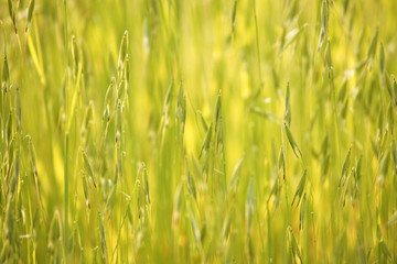 Green grass texture for nature background.