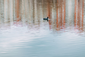 Spring time 2020, nature is waking up. Lake in spring. Birds on the lake. Sea birds.