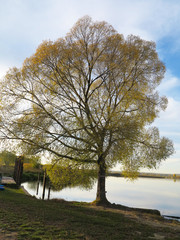  lake horizon with sunset near tree