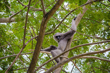 Close-up monkey sitting on a tree and holding branches