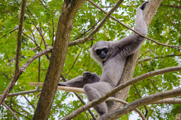 Close-up monkey sitting on a tree and holding branches