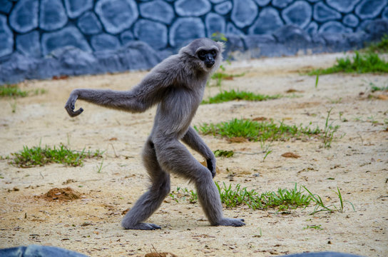 Fun monkey walking on the ground at the zoo