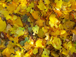 yellow leaves scattered in autumn time for background