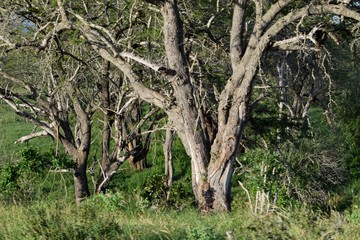 Trees growing in the dense rainforest of Aberdare Ranges, Kenya