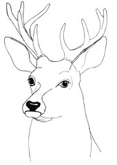 Portrait of a deer. Black and white drawing for coloring. - 345272914