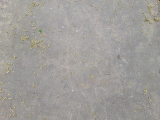 concrete and small leaves texture