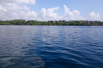 Mangrove forest along the coastline of Kisite Mpunguti Marine Park, Kenya