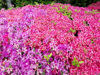  pink Azalea simple image (1)