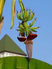 banana tree in the garden