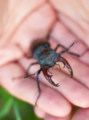 Hands holding the male stag beetle.