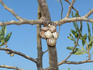 squirrel in tree