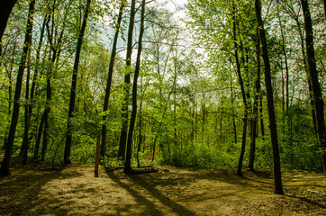 
the sun among the trees