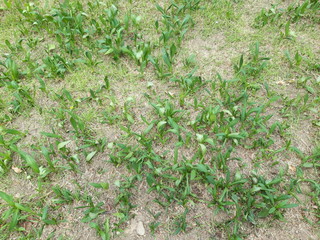 soil and grass texture 4