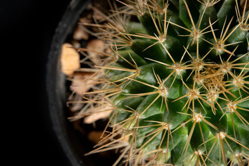 Topview cactus, closeup cactus, black background, close-up prickly cactus.