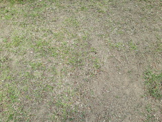 soil and grass texture 3