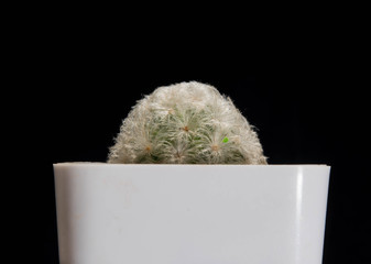 Mammillaria cactus pot isolated on black background,white pot