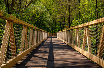 Fototapeta na wymiar wooden bridge in the crown of trees
