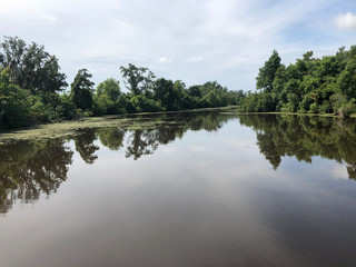 Obraz na płótnie Canvas New Orleans Swamp with Trees and Blue Skies