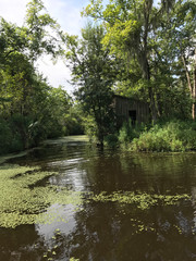 Fototapeta na wymiar New Orleans Swamp with Trees and Blue Skies
