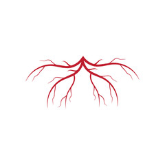 human veins, red blood vessels design and arteries Vector illustration isolated